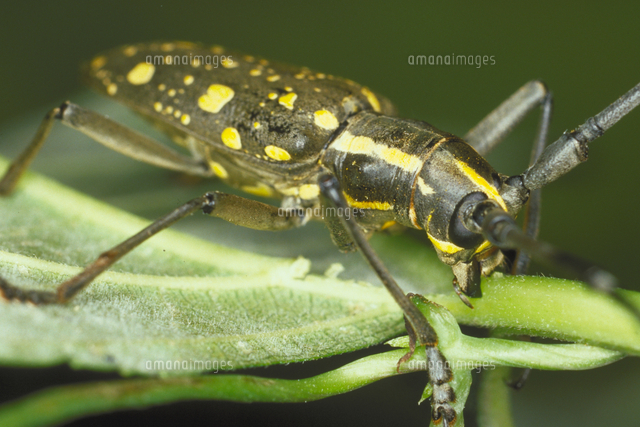 キボシカミキリ の写真素材 イラスト素材 アマナイメージズ