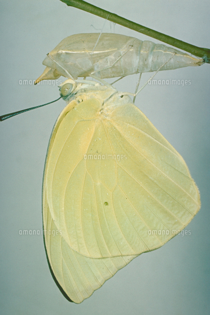 異常型】ウスキシロチョウ（沖縄産、メス） メスシロキチョウの仲間