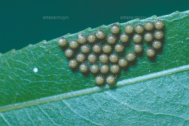コムラサキの卵 の写真素材 イラスト素材 アマナイメージズ