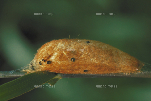 タケカレハの卵 の写真素材 イラスト素材 アマナイメージズ