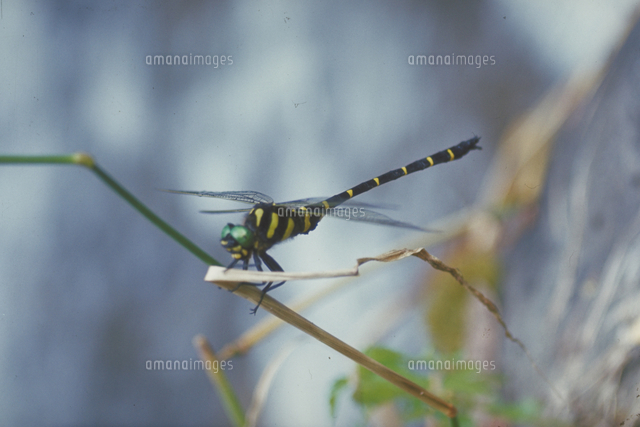 オニヤンマ の写真素材 イラスト素材 アマナイメージズ