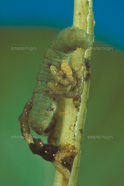 アオムシサムライコマユバチ の写真素材 イラスト素材 アマナイメージズ