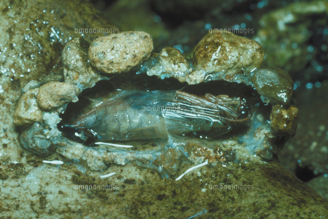 ヒゲナガカワトビケラ の写真素材 イラスト素材 アマナイメージズ