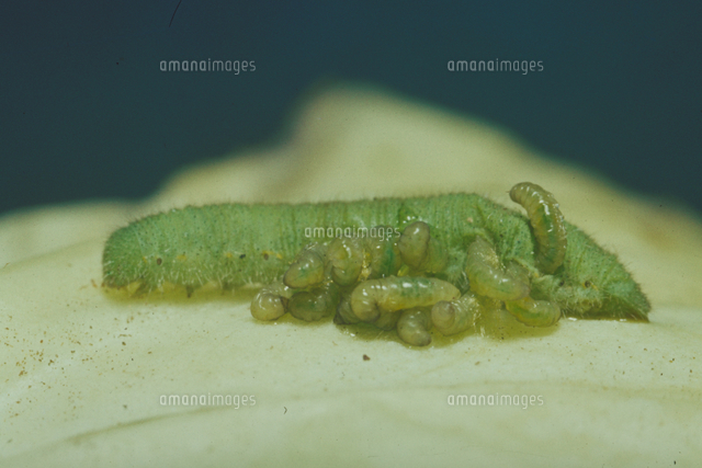 アオムシサムライコマユバチ の写真素材 イラスト素材 アマナイメージズ