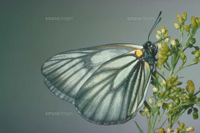 ミヤマシロチョウ[23018013918]の写真・イラスト素材｜アマナイメージズ
