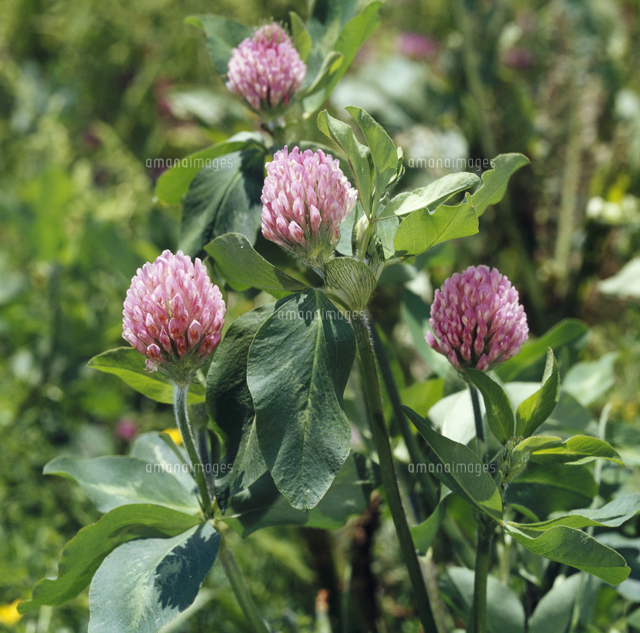 アカツメクサ[23018014029]の写真・イラスト素材｜アマナイメージズ