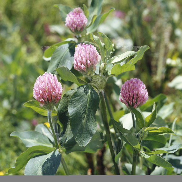 アカツメクサ[23018014029]の写真・イラスト素材｜アマナイメージズ