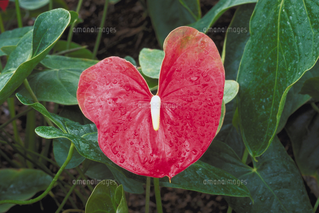 アンスリウム アンドレアナム の写真素材 イラスト素材 アマナイメージズ