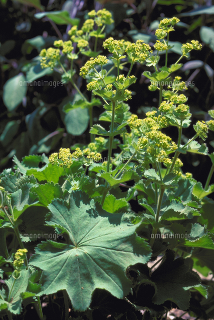 アルケミラ モリス の写真素材 イラスト素材 アマナイメージズ