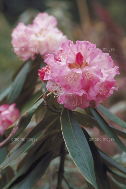 アズマシャクナゲ の写真素材 イラスト素材 アマナイメージズ