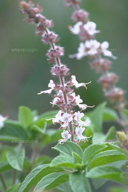 シナモンバジル の写真素材 イラスト素材 アマナイメージズ