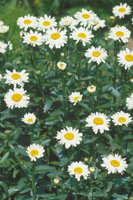 シャスタデージー の写真素材 イラスト素材 アマナイメージズ