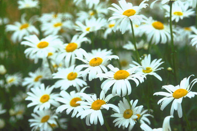 シャスタデージー の写真素材 イラスト素材 アマナイメージズ