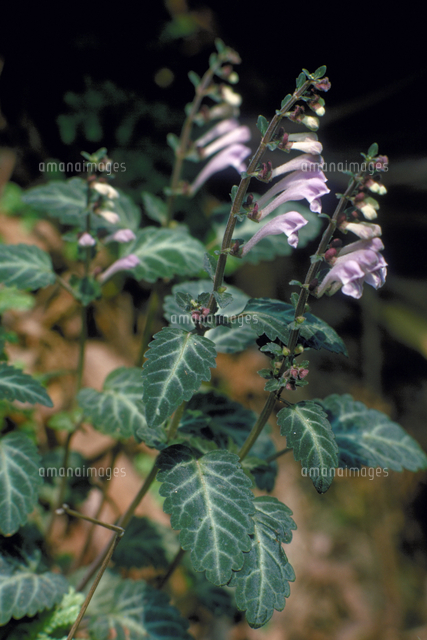 シソバタツナミソウ の写真素材 イラスト素材 アマナイメージズ