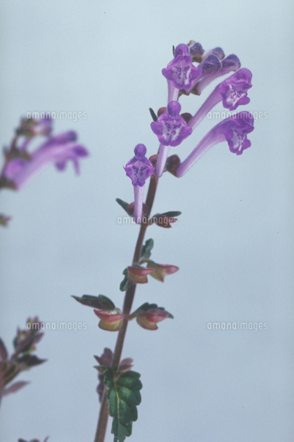 シソバタツナミソウ の写真素材 イラスト素材 アマナイメージズ