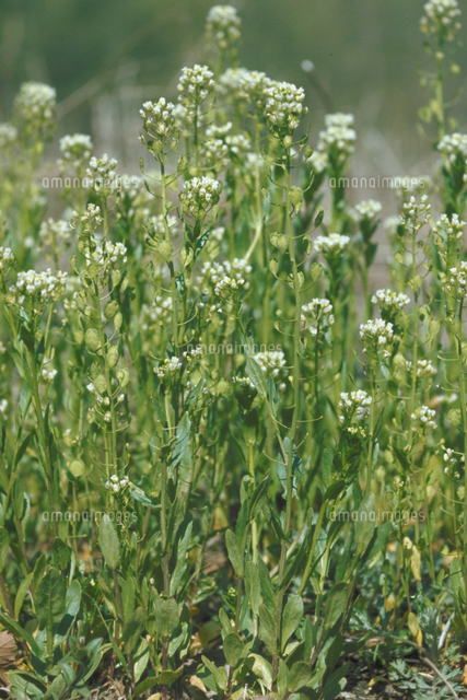 グンバイナズナ の写真素材 イラスト素材 アマナイメージズ