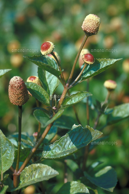 オランダセンニチ の写真素材 イラスト素材 アマナイメージズ