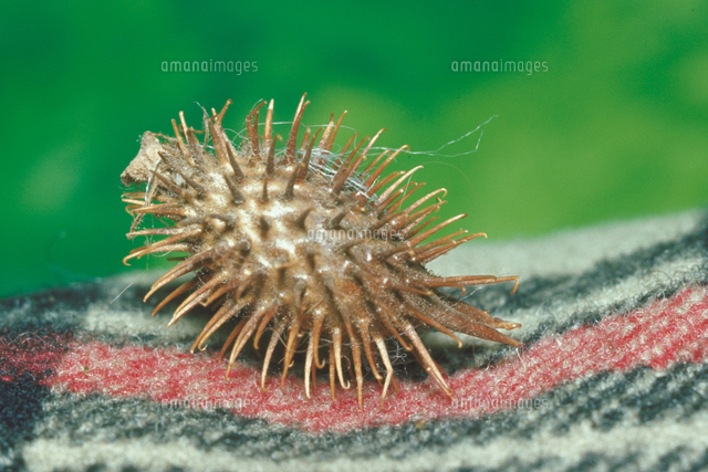 最も好ましい オナモミ 種 販売 オナモミ 種 販売