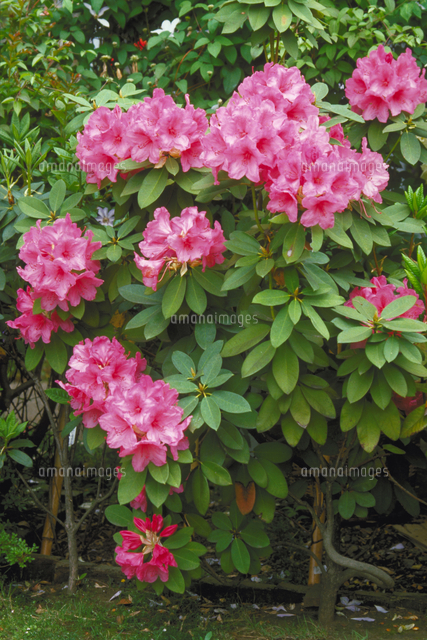 セイヨウシャクナゲ の写真素材 イラスト素材 アマナイメージズ