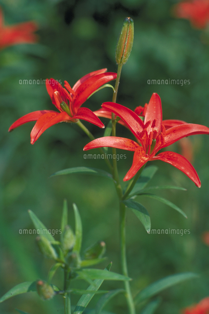 チョウセンヒメユリ の写真素材 イラスト素材 アマナイメージズ