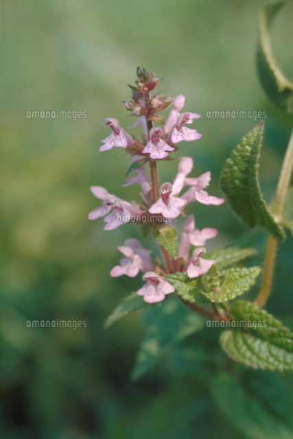 チョロギ の写真素材 イラスト素材 アマナイメージズ