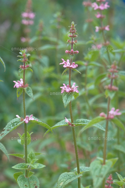 チョロギ の写真素材 イラスト素材 アマナイメージズ