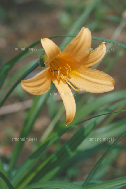 ムサシノキスゲ の写真素材 イラスト素材 アマナイメージズ