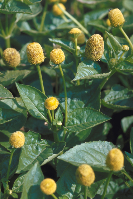 キバナオランダセンニチ の写真素材 イラスト素材 アマナイメージズ