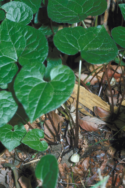 フタバアオイ の写真素材 イラスト素材 アマナイメージズ