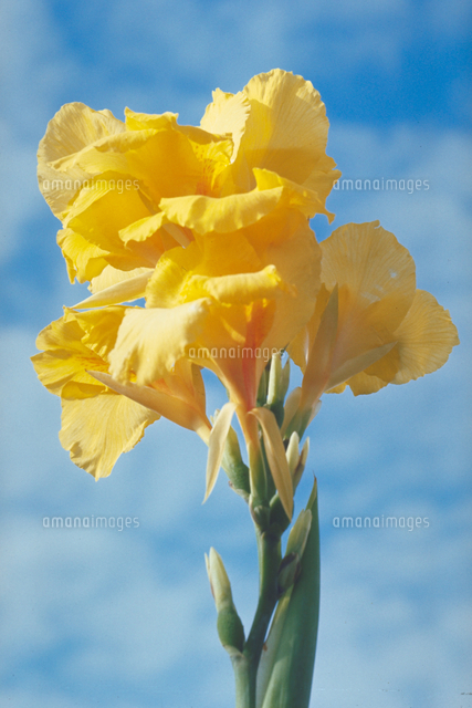 カンナの一種 の写真素材 イラスト素材 アマナイメージズ