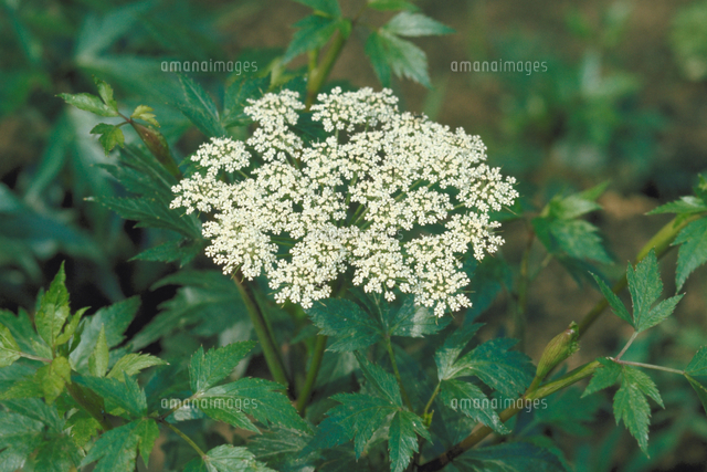 トウキ の写真素材 イラスト素材 アマナイメージズ