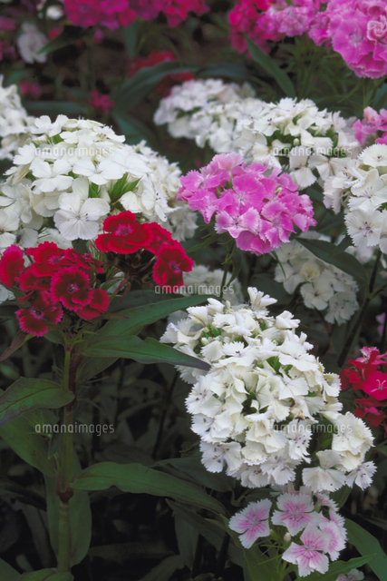 アメリカナデシコ の写真素材 イラスト素材 アマナイメージズ