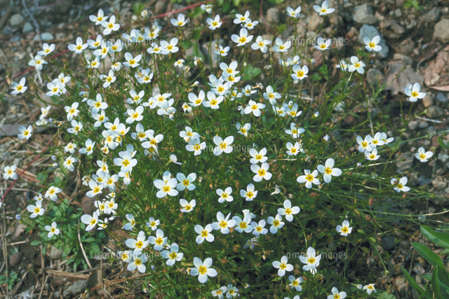 トキワナズナ の写真素材 イラスト素材 アマナイメージズ