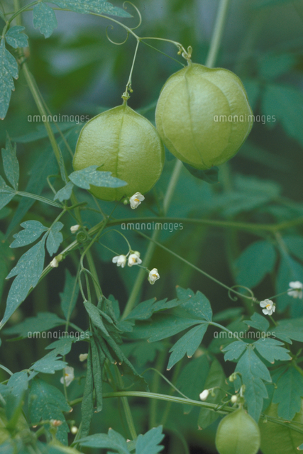 フウセンカズラ の写真素材 イラスト素材 アマナイメージズ