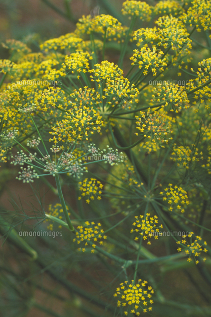 ウイキョウ フェンネル の写真素材 イラスト素材 アマナイメージズ