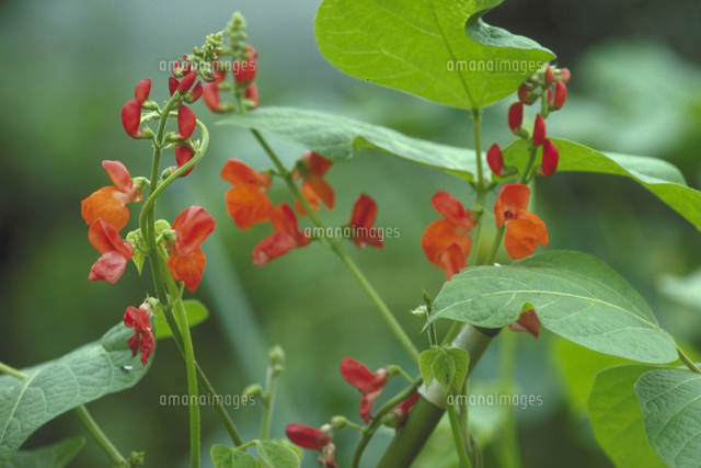ベニバナインゲン の写真素材 イラスト素材 アマナイメージズ