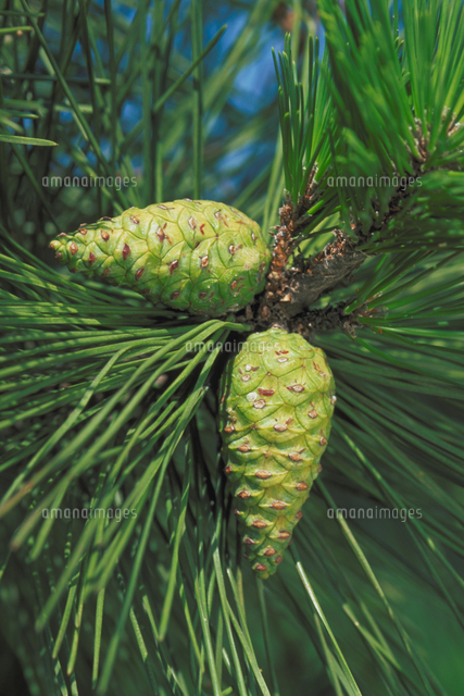 マツの一種 の写真素材 イラスト素材 アマナイメージズ