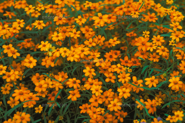 ホソバヒャクニチソウ の写真素材 イラスト素材 アマナイメージズ