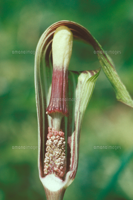 マムシグサ の写真素材 イラスト素材 アマナイメージズ