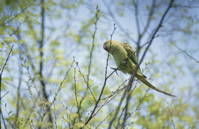ワカケホンセイインコ の写真素材 イラスト素材 アマナイメージズ