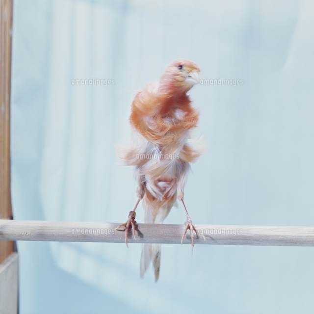 カナリア の写真素材 イラスト素材 アマナイメージズ