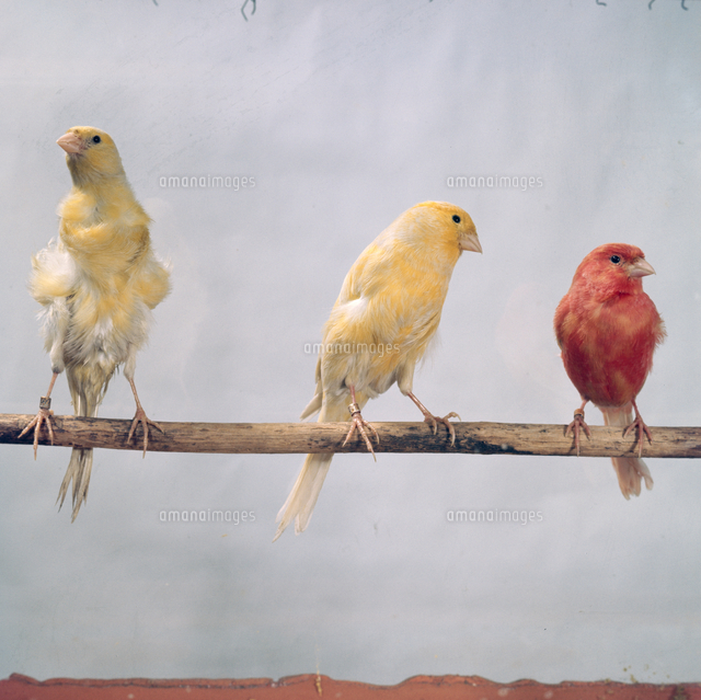 カナリア の写真素材 イラスト素材 アマナイメージズ