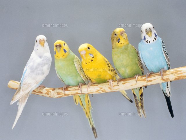 セキセイインコ[23018025173]の写真・イラスト素材｜アマナイメージズ