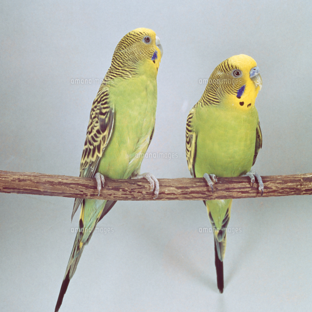 セキセイインコ[23018025174]の写真・イラスト素材｜アマナイメージズ