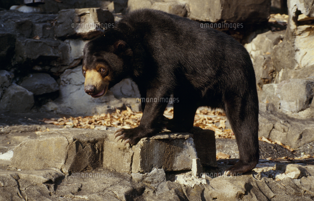 マレーグマ の写真素材 イラスト素材 アマナイメージズ