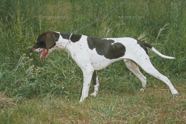 イヌ イングリッシュ ポインター の写真素材 イラスト素材 アマナイメージズ