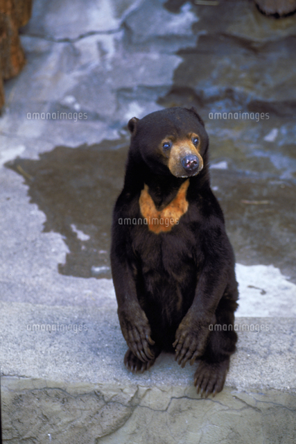 マレーグマ の写真素材 イラスト素材 アマナイメージズ