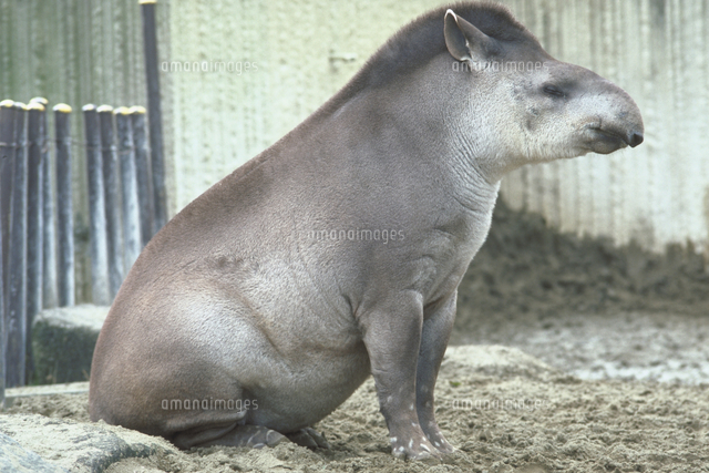 アメリカバク の写真素材 イラスト素材 アマナイメージズ