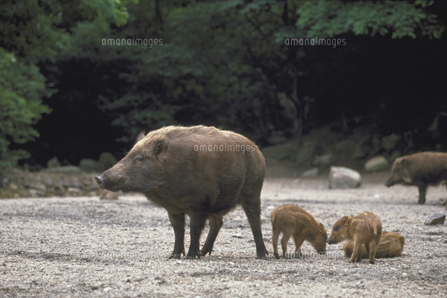 ニホンイノシシ の写真素材 イラスト素材 アマナイメージズ