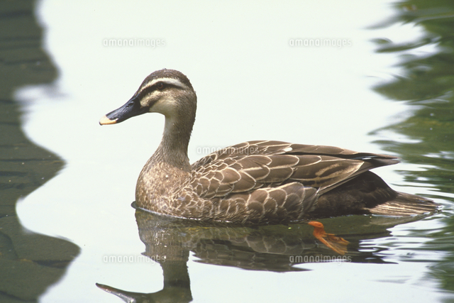 カルガモ の写真素材 イラスト素材 アマナイメージズ カルガモ の写真素材 イラスト素材 アマナイメージズ